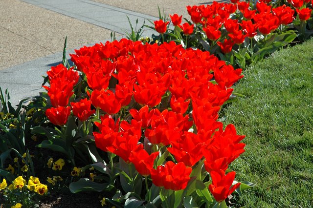 Tulips near Smithsonian Castle