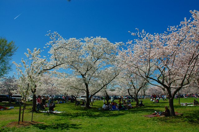 Cherry Blossoms in the Tidal Basin