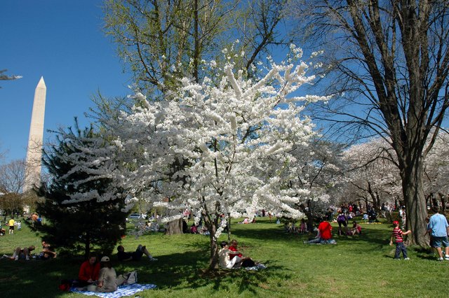 More Cherry Blossoms