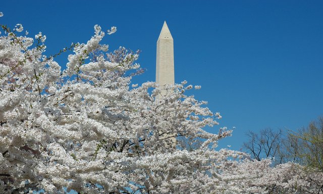 Even More Cherry Blossoms