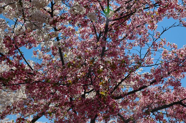 Yet More Cherry Blossoms